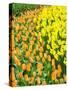 Netherlands, Lisse. Multicolored flowers blooming in spring.-Terry Eggers-Stretched Canvas