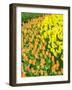 Netherlands, Lisse. Multicolored flowers blooming in spring.-Terry Eggers-Framed Photographic Print