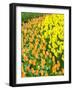 Netherlands, Lisse. Multicolored flowers blooming in spring.-Terry Eggers-Framed Photographic Print