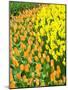 Netherlands, Lisse. Multicolored flowers blooming in spring.-Terry Eggers-Mounted Photographic Print