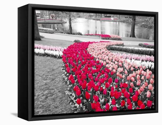 Netherlands, Lisse. Multicolored flowers blooming in spring.-Terry Eggers-Framed Stretched Canvas