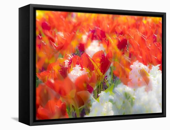 Netherlands, Lisse. Multicolored flowers blooming in spring.-Terry Eggers-Framed Stretched Canvas