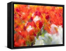 Netherlands, Lisse. Multicolored flowers blooming in spring.-Terry Eggers-Framed Stretched Canvas