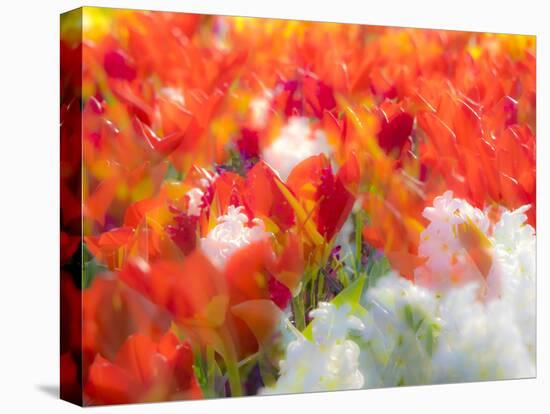 Netherlands, Lisse. Multicolored flowers blooming in spring.-Terry Eggers-Stretched Canvas