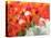 Netherlands, Lisse. Multicolored flowers blooming in spring.-Terry Eggers-Stretched Canvas