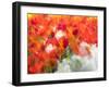 Netherlands, Lisse. Multicolored flowers blooming in spring.-Terry Eggers-Framed Photographic Print