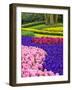 Netherlands, Lisse. Multicolored flowers blooming in spring.-Terry Eggers-Framed Photographic Print