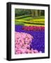 Netherlands, Lisse. Multicolored flowers blooming in spring.-Terry Eggers-Framed Photographic Print