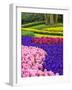 Netherlands, Lisse. Multicolored flowers blooming in spring.-Terry Eggers-Framed Photographic Print