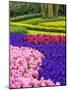 Netherlands, Lisse. Multicolored flowers blooming in spring.-Terry Eggers-Mounted Photographic Print