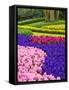 Netherlands, Lisse. Multicolored flowers blooming in spring.-Terry Eggers-Framed Stretched Canvas