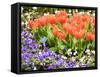 Netherlands, Lisse. Multicolored flowers in spring.-Terry Eggers-Framed Stretched Canvas
