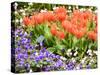 Netherlands, Lisse. Multicolored flowers in spring.-Terry Eggers-Stretched Canvas