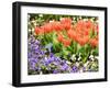 Netherlands, Lisse. Multicolored flowers in spring.-Terry Eggers-Framed Photographic Print