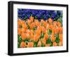 Netherlands, Lisse. Orange tulips and dark blue hyacinths in a garden.-Julie Eggers-Framed Photographic Print