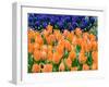 Netherlands, Lisse. Orange tulips and dark blue hyacinths in a garden.-Julie Eggers-Framed Photographic Print