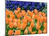 Netherlands, Lisse. Orange tulips and dark blue hyacinths in a garden.-Julie Eggers-Mounted Photographic Print