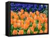 Netherlands, Lisse. Orange tulips and dark blue hyacinths in a garden.-Julie Eggers-Framed Stretched Canvas