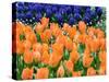 Netherlands, Lisse. Orange tulips and dark blue hyacinths in a garden.-Julie Eggers-Stretched Canvas