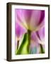 Netherlands, Lisse, Tulip Close-up with Selective Focus-Terry Eggers-Framed Photographic Print