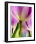 Netherlands, Lisse, Tulip Close-up with Selective Focus-Terry Eggers-Framed Photographic Print