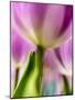 Netherlands, Lisse, Tulip Close-up with Selective Focus-Terry Eggers-Mounted Photographic Print