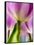Netherlands, Lisse, Tulip Close-up with Selective Focus-Terry Eggers-Framed Stretched Canvas