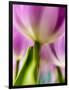 Netherlands, Lisse, Tulip Close-up with Selective Focus-Terry Eggers-Framed Photographic Print
