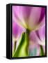 Netherlands, Lisse, Tulip Close-up with Selective Focus-Terry Eggers-Framed Stretched Canvas