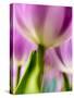 Netherlands, Lisse, Tulip Close-up with Selective Focus-Terry Eggers-Stretched Canvas