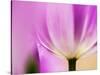 Netherlands, Lisse, Tulip Close-up with Selective Focus-Terry Eggers-Stretched Canvas