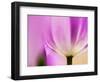 Netherlands, Lisse, Tulip Close-up with Selective Focus-Terry Eggers-Framed Photographic Print