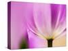 Netherlands, Lisse, Tulip Close-up with Selective Focus-Terry Eggers-Stretched Canvas