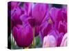 Netherlands, Lisse, Tulip Close-ups with Selective Focus-Terry Eggers-Stretched Canvas