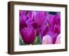 Netherlands, Lisse, Tulip Close-ups with Selective Focus-Terry Eggers-Framed Photographic Print