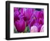 Netherlands, Lisse, Tulip Close-ups with Selective Focus-Terry Eggers-Framed Photographic Print