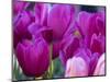 Netherlands, Lisse, Tulip Close-ups with Selective Focus-Terry Eggers-Mounted Photographic Print