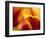 Netherlands, Lisse, Tulip Close-ups with Selective Focus-Terry Eggers-Framed Photographic Print