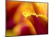 Netherlands, Lisse, Tulip Close-ups with Selective Focus-Terry Eggers-Mounted Photographic Print