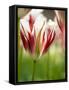 Netherlands, Lisse, Tulip Close-ups with Selective Focus-Terry Eggers-Framed Stretched Canvas