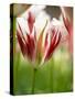 Netherlands, Lisse, Tulip Close-ups with Selective Focus-Terry Eggers-Stretched Canvas