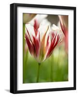 Netherlands, Lisse, Tulip Close-ups with Selective Focus-Terry Eggers-Framed Photographic Print