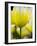 Netherlands, Lisse, Tulip Close-ups with Selective Focus-Terry Eggers-Framed Photographic Print