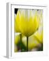 Netherlands, Lisse, Tulip Close-ups with Selective Focus-Terry Eggers-Framed Photographic Print