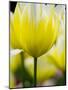 Netherlands, Lisse, Tulip Close-ups with Selective Focus-Terry Eggers-Mounted Photographic Print