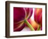 Netherlands, Lisse, Tulip Close-ups with Selective Focus-Terry Eggers-Framed Photographic Print