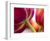 Netherlands, Lisse, Tulip Close-ups with Selective Focus-Terry Eggers-Framed Photographic Print