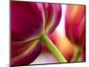 Netherlands, Lisse, Tulip Close-ups with Selective Focus-Terry Eggers-Mounted Photographic Print