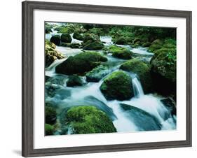 Netherlands, Lisse, Tulip Field-Thonig-Framed Photographic Print