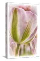 Netherlands, Lisse, Tulip-Hollice Looney-Stretched Canvas